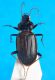 Nebria1.jpg