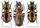Pterostichus.jpg