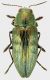 Buprestis-1.jpg