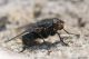 DSC_3786pbase.jpg
