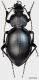 Carabus (Pachystus) graecus Dejean, 1826 (JK2010-G13)a1.jpg
