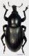 Curcul.Liparus sp. (JK2010-G23)1a.jpg