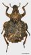 Curcul.Brachycerus sp. (JK2010-G23)1a.jpg