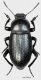 Tenebrionidae sp. male (JK2010-G23)1a.jpg
