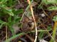 Forchetta_Morrea_29-VI-2008_OL08.JPG