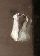jh433 001.JPG