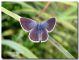 Glaucopsyche alexis_femmina_Ragalna_28 III 2003.jpg
