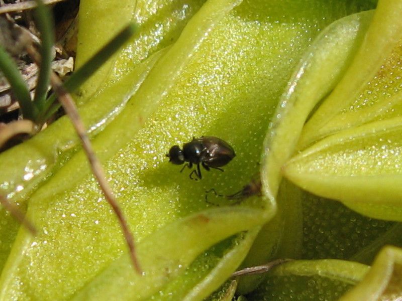 EA00.10 - Al Rifugio Bignami 16, 17, 18 LUG - 2007 235.jpg