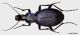 Procerus sp (GB2006-PlitvicaNP)a1024.jpg