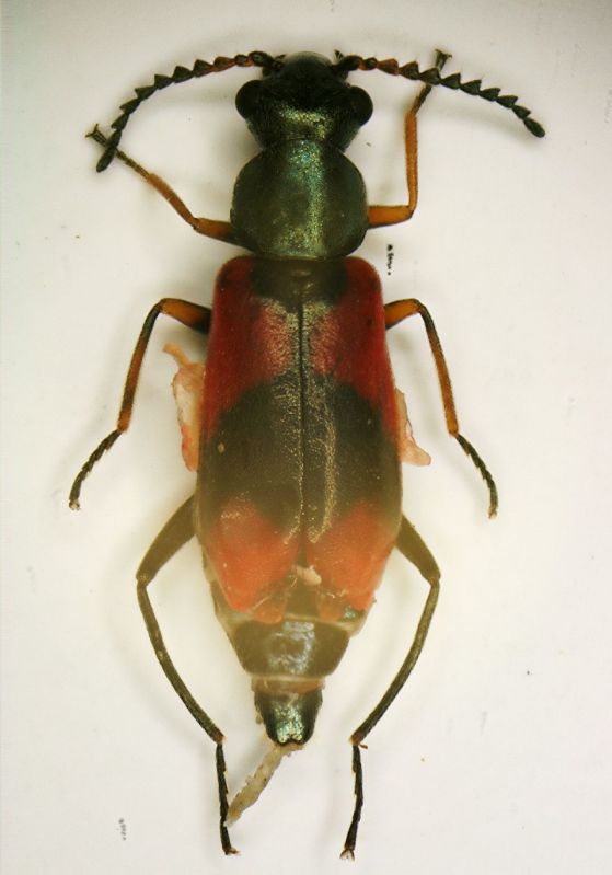 b malachide 4.5mm.JPG