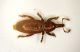 b ferreira 3mm.JPG
