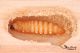 Rusticoclytus rusticus_prepupal larva_small.jpg