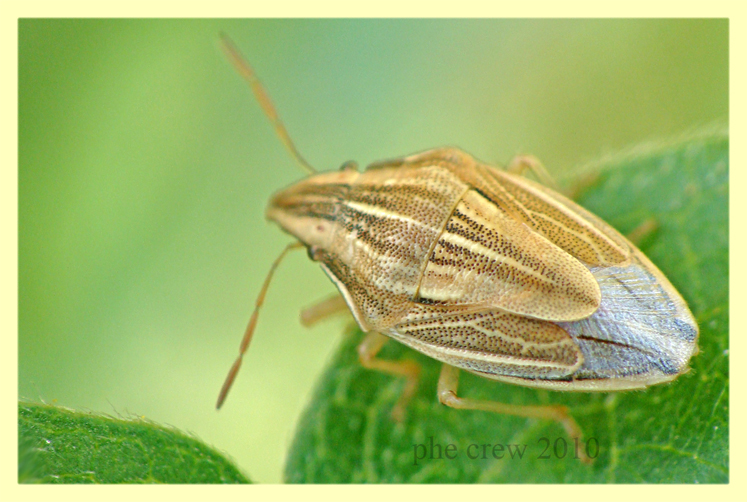 Scutelleridae roma-v. furio cicogna-13.8.2010 (2).JPG