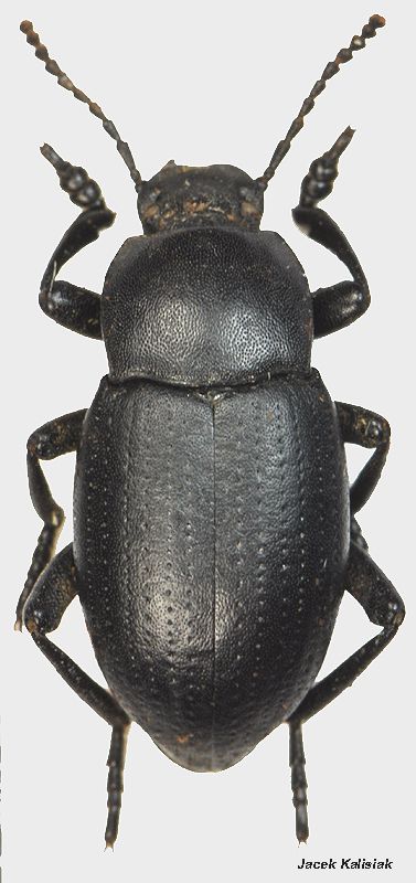 Tenebrionidae sp.3 Geece,Aridea,16V2007 4_4.jpg