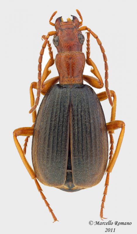 Brachinus_italicus_piccolo.jpg