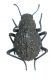 Tenebrionidae 3 Zambia Kaoma 002.jpg