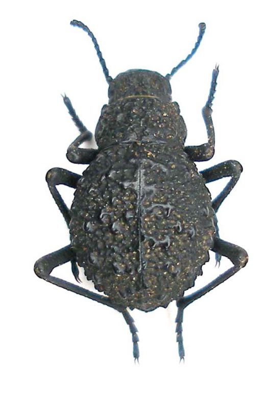 Tenebrionidae 3 Zambia Kaoma 002.jpg