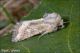 Luperina_dumerilii_3549.jpg
