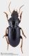 Harpalus_sulphuripes.jpg