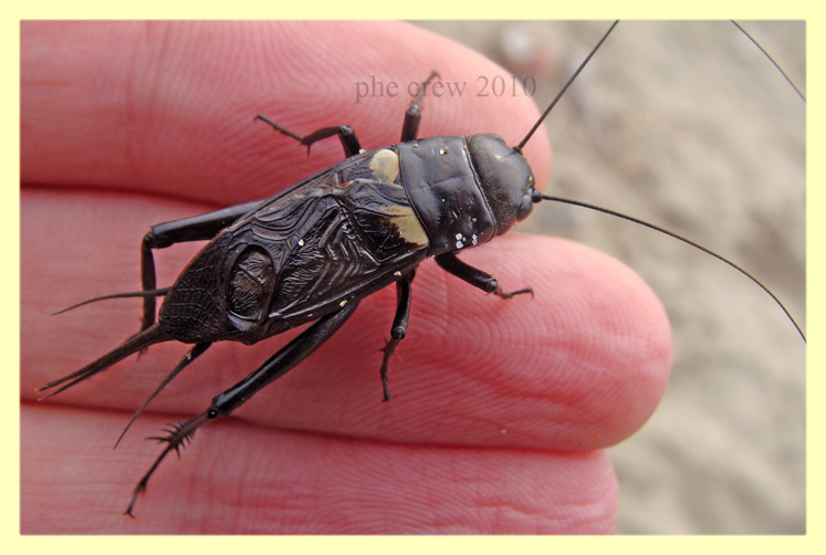 Gryllidae Marechiaro 22.10.2010.JPG