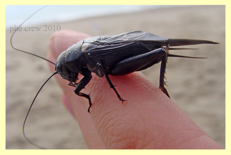 Gryllidae Marechiaro 22.10.2010 (2).JPG