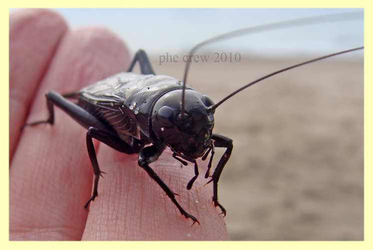 Gryllidae Marechiaro 22.10.2010 (1).JPG