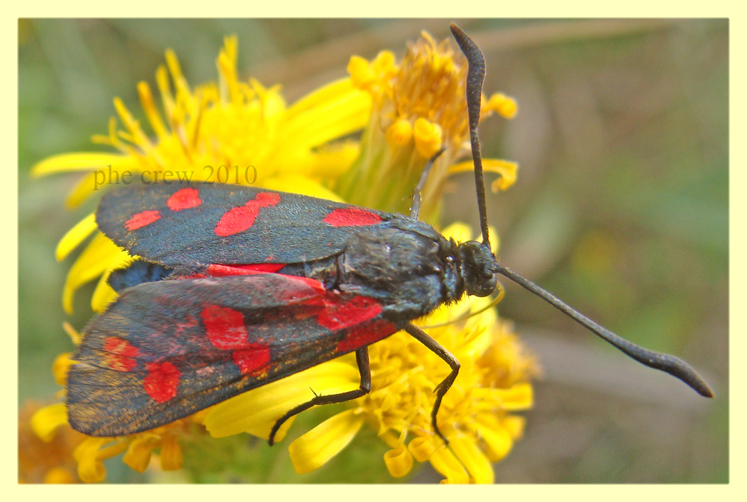 Zygaenidae Marechiaro 22.10.2010 (3).JPG