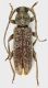 Trichoferus_Monopoli_23-III-2009_11,5mm.jpg