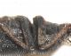prosternum lateral.jpg