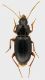 Carabidae_01_Via_di_Settebagni_14-III-2011_6,7mm.jpg