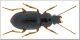 Ophonus.jpg