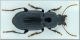 Harpalus.jpg
