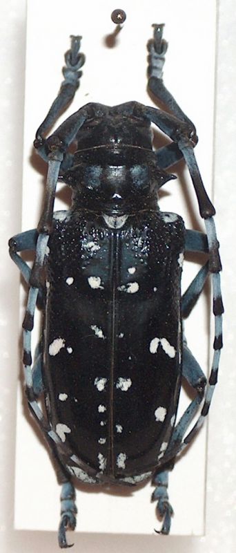 Anoplofora chinensis.jpg