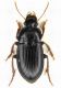 02 Carabidae sp. -Lido di Venezia-S. Nicolo-7-marzo-2011.jpg