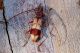 Phoracantha semipunctata.JPG