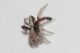 salticidae11.JPG