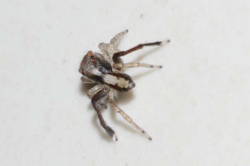 salticidae12.JPG