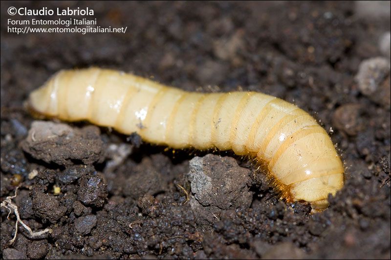 cf_larva_Pimelia_rugulosa_1103.jpg