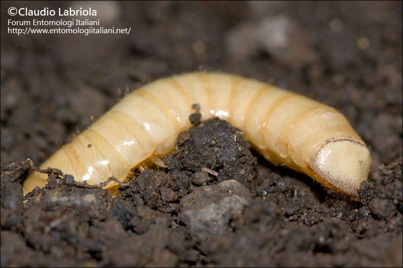 cf_larva_Pimelia_rugulosa_1110.jpg