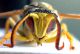 Sulcopolistes semenowi Lido di Venezia - Alberoni 8-X-2010.jpg