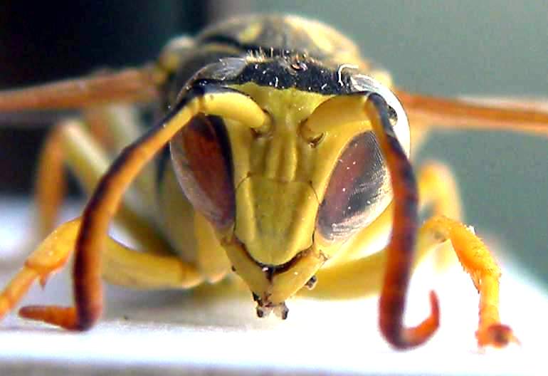 Sulcopolistes semenowi Lido di Venezia - Alberoni 8-X-2010.jpg