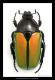 Eccoptocnemis semiviridis.jpg