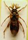 Rhipiphorus subditterus (P.zzo Rossi).jpg