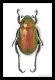 Chalcoplethis Kirbyi Esprito Santo Brasile.jpg