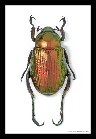 Chalcoplethis Kirbyi Esprito Santo Brasile.jpg