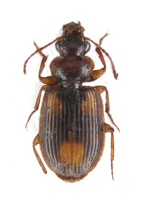 Carabidae Lebiinae Zambia - Kaoma 020.jpg