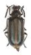 Chrysomelidae Zambia - Kaoma 025.jpg