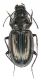 Carabidae Zambia - Kaoma 042.jpg