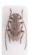 Exocentrus pseudopunctipennis.jpg