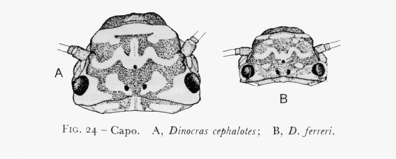 DisegnoDinocras.jpg